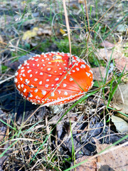 Amanita fly agaric red one