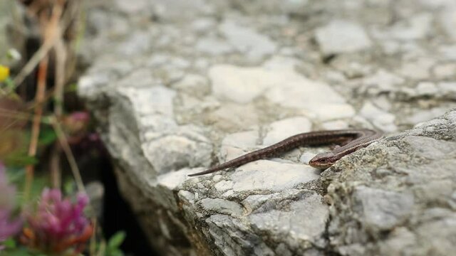 A view of a snake lying on the ground near the stone on a blurry background in HD