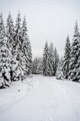 Fototapeta premium Trees covered by new snow. Winter fairytale landscape. Idyllic winter time in Jizera Mountains, Czech Republic