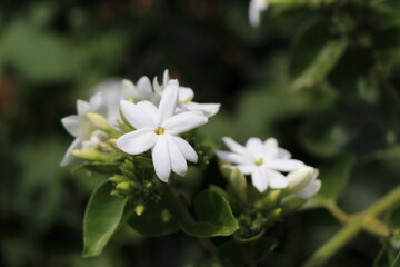 Obraz na płótnie Canvas Blooming Jasmines in the daylight