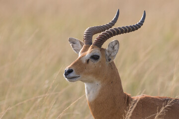 Ugandan kob antelope portrait in its natural environment