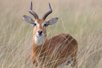 Ugandan kob antelope portrait in its natural environment