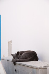 cat on the floor
