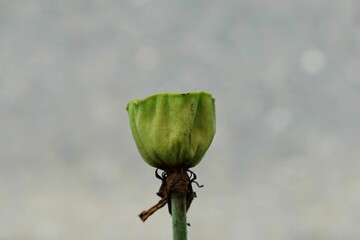 A green fruit lotus on soft grey bokeh smooth texture and backgrounds.