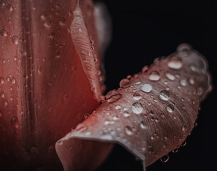 water drops on a flower 
