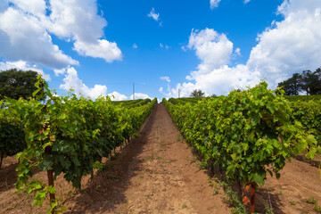 Fototapeta na wymiar Tuscan vineyard at the end of summer