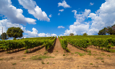 Obraz premium Tuscan vineyard at the end of summer