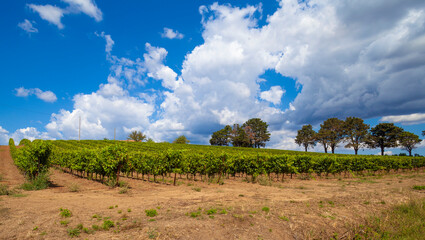 Fototapeta na wymiar Tuscan vineyard at the end of summer