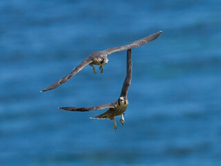 Peregrine falcon (Falco peregrinus)