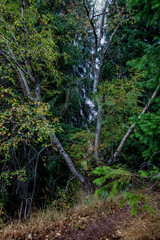 path in the forest