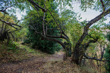 trees in the forest