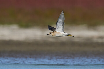 Fototapeta premium Ruff (Calidris pugnax)