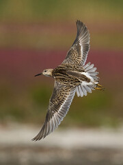 Ruff (Calidris pugnax)