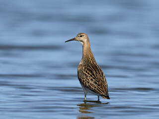 Ruff (Calidris pugnax)