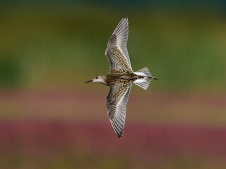 Ruff (Calidris pugnax)