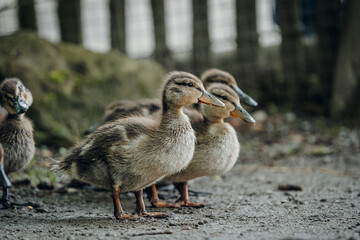 Küken auf Wanderung