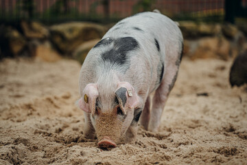 Buntes Bentheimer Landschwein