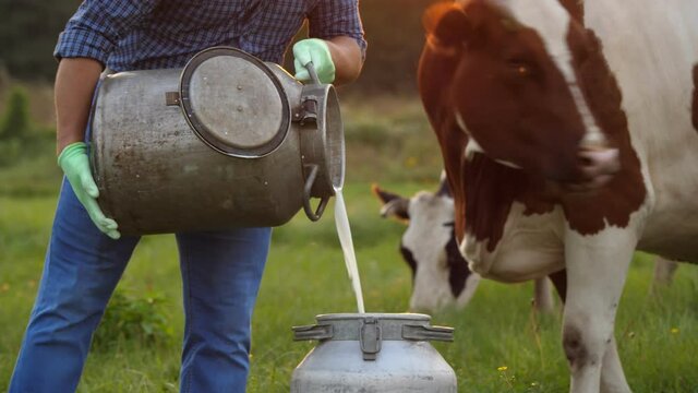 cow milk fresh. close-up. Farmer is pouring fresh milk into can on green meadow, at sunset, with cows on backdrop. milking. dairy farm. Dairy products. Farming