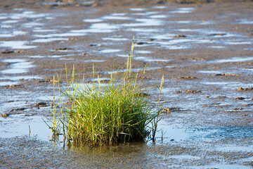 Strauch im Wattenmeer