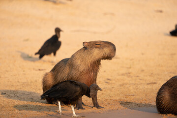 The capybara (Hydrochoerus hydrochaeris) at the river side.