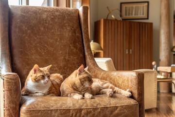 Two ginger sister cats feline laying on a couch cuddling, playing, resting and relaxing. 