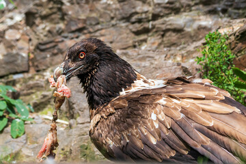Bearded Vulture - Gypaetus barbatus - a large bird with a curved beak stands on a rock.The eagle eats meat.
