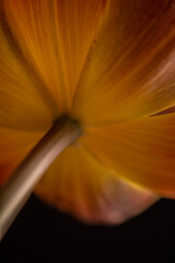 underside of a yellow tulip