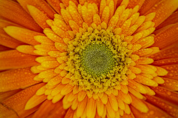 close up of yellow and orange Gerber flower