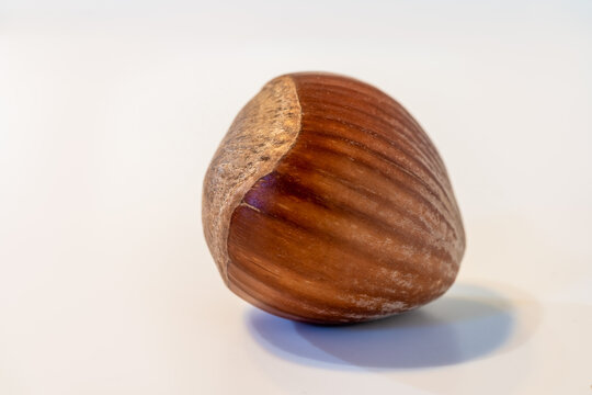Single hazelnut isolated on white background. Copy space for text