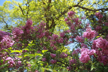 Obraz premium pink cherry blossom blossoms