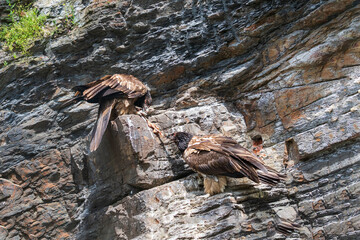 Bearded Vulture - Gypaetus barbatus - a large bird with a curved beak stands on a rock.The eagle eats meat.
