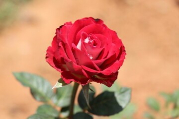 Bloomed bi-color rose in daylight