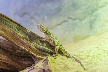 A small reptile from the Asian desert climbs a tree laid in the sand.