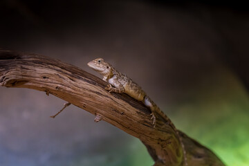 A small reptile from the Asian desert climbs a tree laid in the sand.
