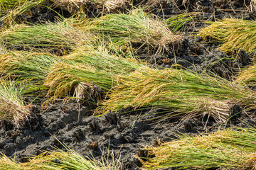 稲刈り　束ねた稲