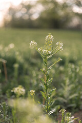 flowers in the garden