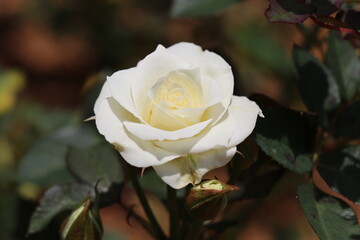 Beautiful white rose to bloom with leafy background