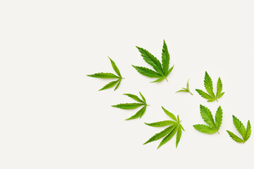 Fototapeta premium Green fresh hemp leaves on white background. Medical marijuana. Concept of herbal alternative medicine, cbd oil, pharmaceptical, cosmetic industry. Copy space.