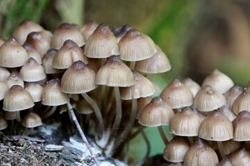 Psilocybe mushrooms on a tree stump in the forest