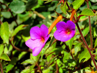 Achimenes longiflora has many common names including Cupid's bow, nut-orchid, and magic flower.