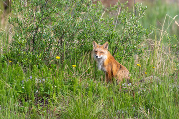 Naklejka na ściany i meble Wild red fox seen in green meadow during summertime, looking intently at camera. 