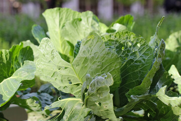 Naklejka premium The formation of a white cabbage head, close-up