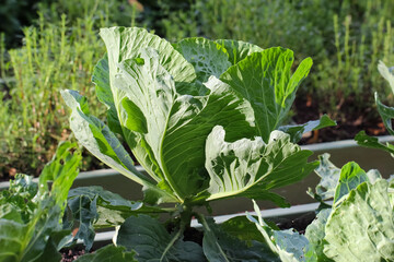 The formation of a white cabbage head, close-up