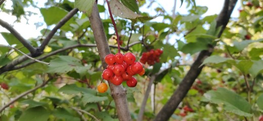 red and yellow flower