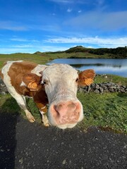 cow in the field