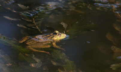 Fototapeta premium Marsh Frog in swamp, Rana ridibunda