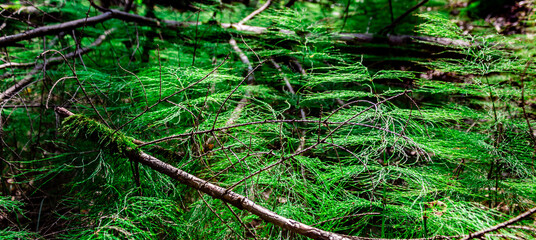 A beautiful forest horsetail surrounded by branches covered with moss
