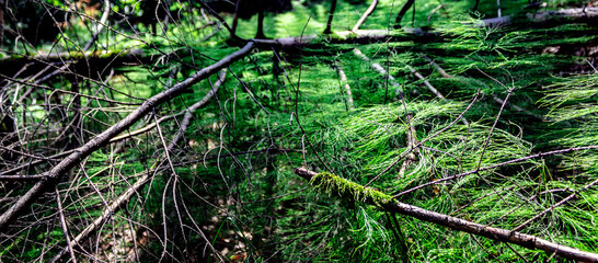 A beautiful forest horsetail surrounded by branches covered with moss