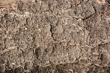 corteccia