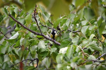 a small yellow bird on a branch of a plant